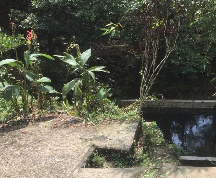 蘇婦與丈夫今午整理菜圃，不慎摔落到自家蓄水池裡。翻攝畫面