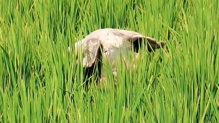 警員巡邏趕抵發現水稻田中豬頭。民眾提供