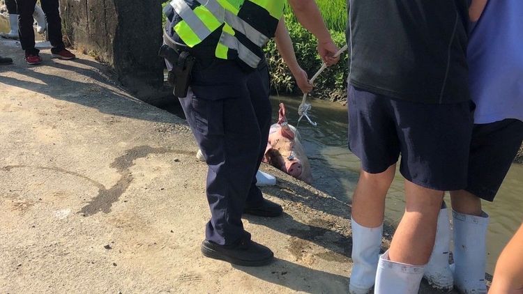 眾人奮力將大母豬拖出水田。民眾提供