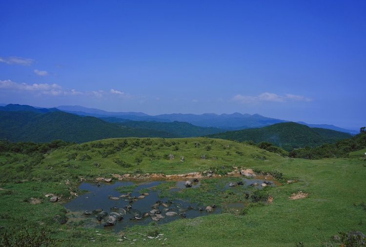 步道旁草原上還可看到水牛群泡澡的有趣畫面。黃盈甄攝