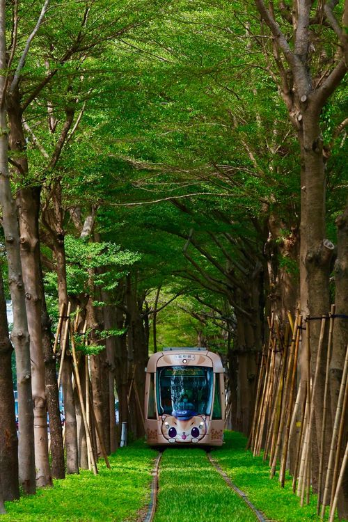 高雄輕軌C20-C24路段昨通車，其中的「龍貓隧道」引發話題。高市府提供