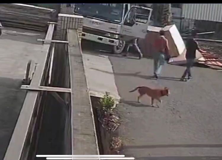 黃狗轉頭看發生什麼事。翻攝彰化爆網