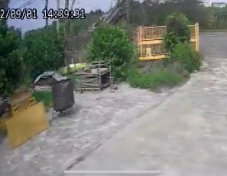 二林鎮二溪路路樹倒塌時剛好有行人走過。民眾提供。