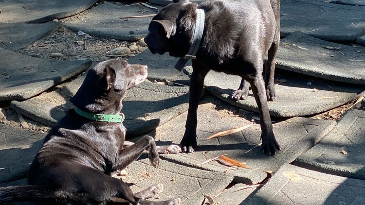 彰化縣二水鄉豐柏廣場的浪犬在愛心媽媽照顧下毛髮光亮。孫英哲攝