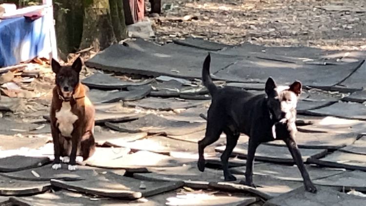 愛心媽媽希望主管機關協助讓浪犬有個家。孫英哲攝