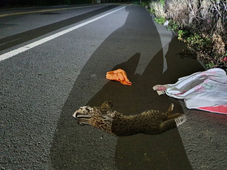 警方據報先將石虎移置路邊，等候保育官員處理。縣政府提供