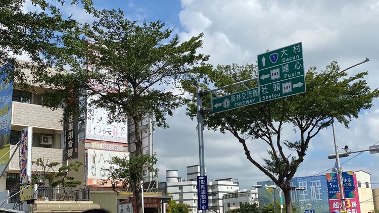 員林市中山路一段中央分隔島路樹每到黃昏聚集大量八哥。孫英哲攝