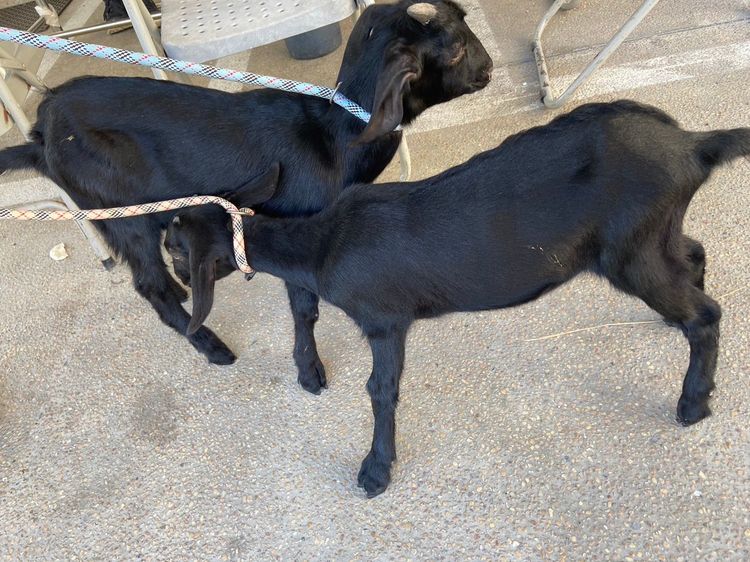 這對黑色土山羊不到1歲，一公一母，精力旺盛。苗栗縣動物防疫所提供