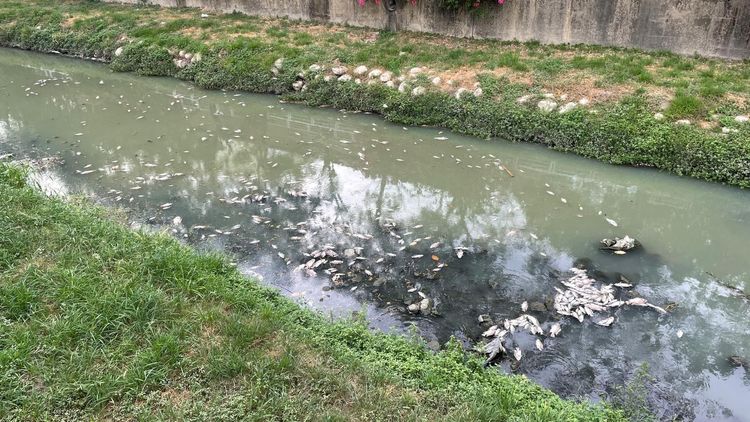 高雄鳳山溪光華橋今出現大量死魚，發出臭味。議員李雅靜提供