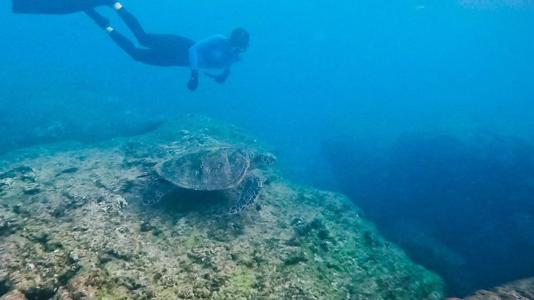 吳汶芳潛水與海龜同行。聲勢文創提供
