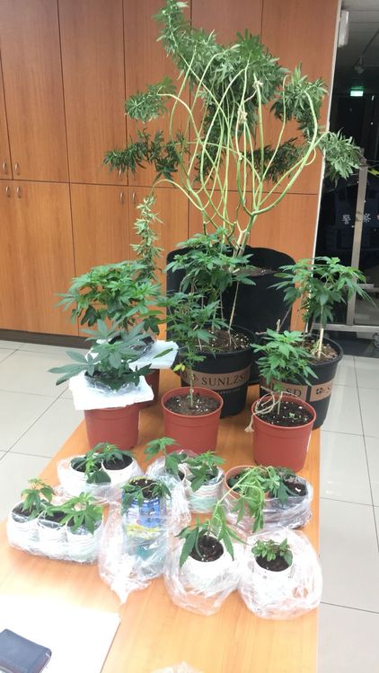 警查獲大麻小苗12株及成長期大麻植株6株。警方提供