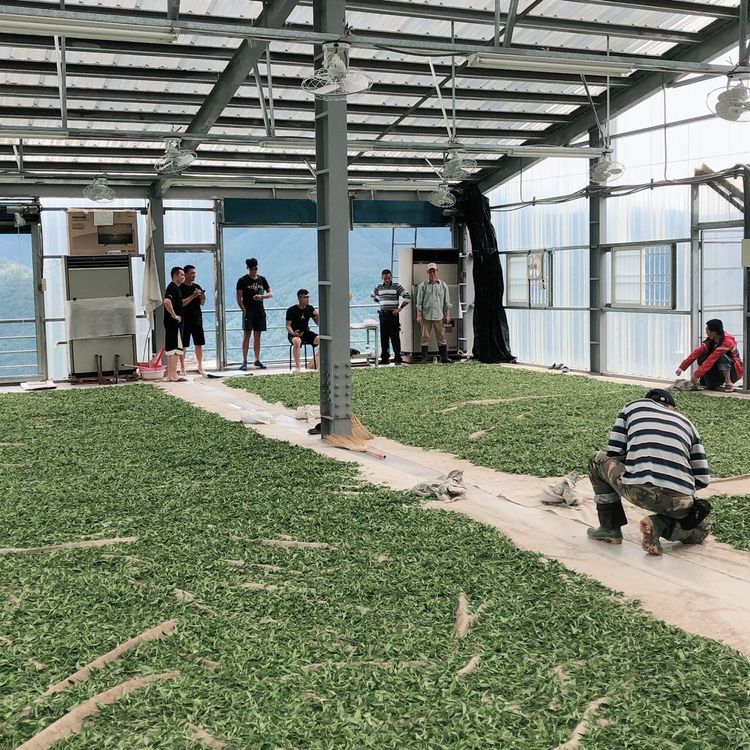 七叔公將採回來的茶菁曝曬在廣場上進行萎凋。七叔公提供