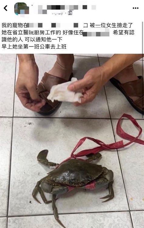 警方在臉書發現有人遺失螃蟹。警方提供