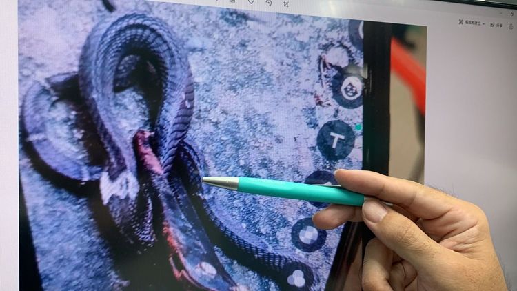 闖入爺爺家的毒蛇。讀者提供