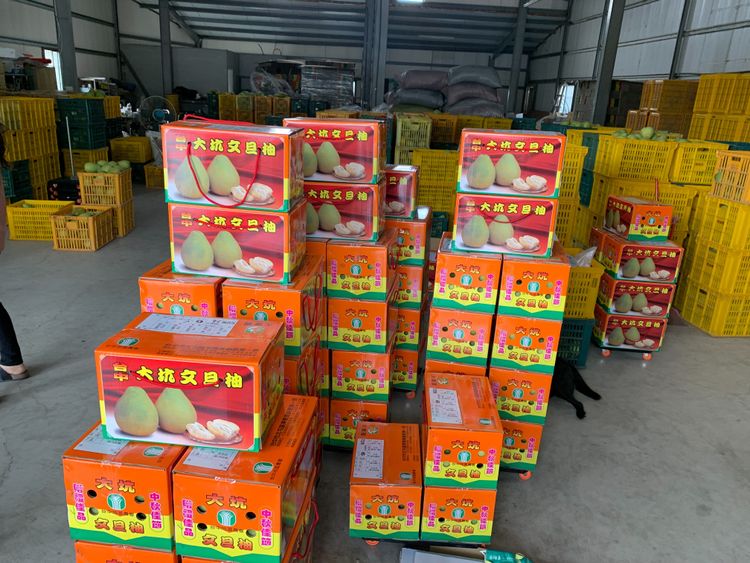 大坑有柚農照往年訂了600個10斤裝箱子，沒想到再3天就要中秋節了只銷出200箱柚子，欲哭無淚。曾雪蒨攝