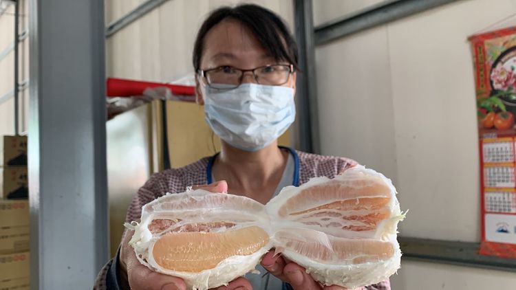 大坑柚農剝開柚皮秀出汁多又甜的大坑柚子果肉。曾雪蒨攝