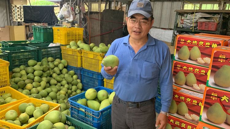 大坑種植柚子超過三代百年的傅春慶拿著辛苦栽種整年的柚子說，節氣打散了今年柚子訂單！曾雪蒨攝