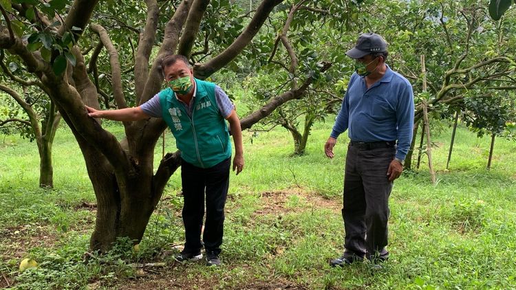 市議員曾朝榮跟著北屯區果樹產銷班班長傅春慶，到柚園看樹圍比腰粗的百年柚子樹，告訴大家「不只麻豆，大坑也有老欉柚！」曾雪蒨攝