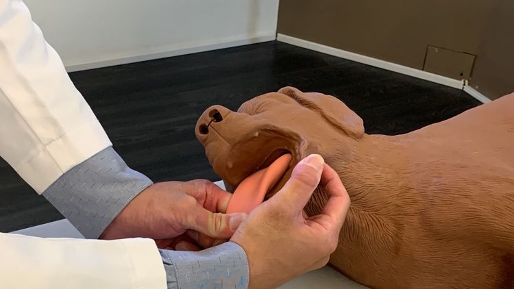 確認寵物昏迷後，第一時間就是確認呼吸道是否遭異物阻塞並清空。曾雪蒨攝