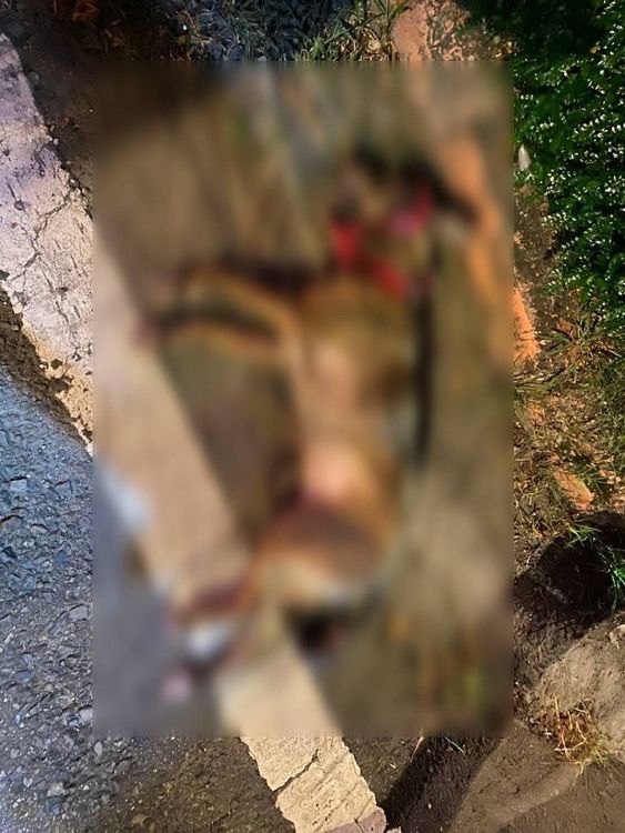 虎斑犬當場失去生命跡象。翻攝畫面
