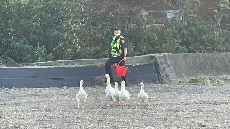 員警黃慶輝拿水瓢和水桶趕鵝。民眾提供