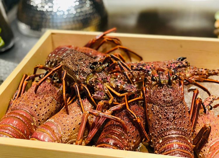 魚貫開幕菜單中包含澳洲水姑娘活龍蝦兩吃。曾仲葳攝