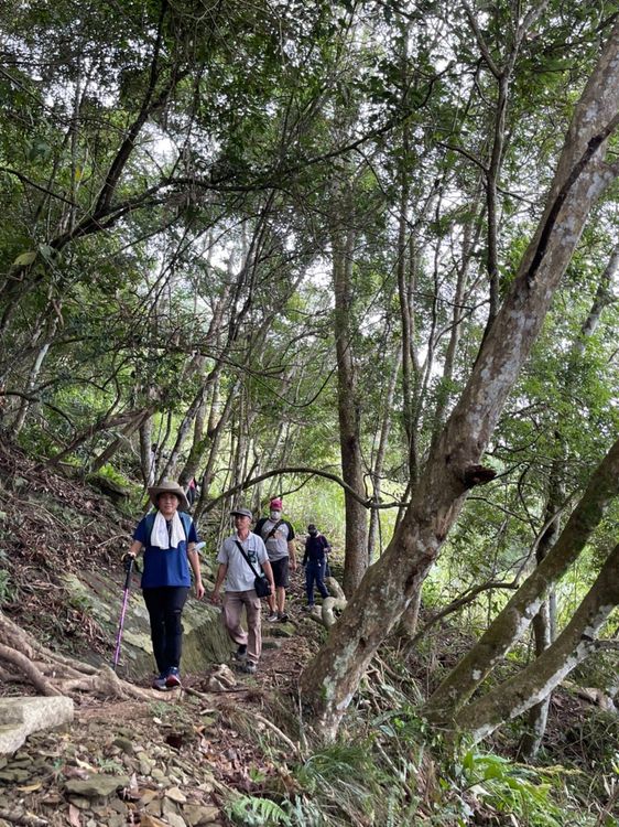 橫屏步道林蔭夾道加上生態豐富，走起來很舒服，楊靜茹攝
