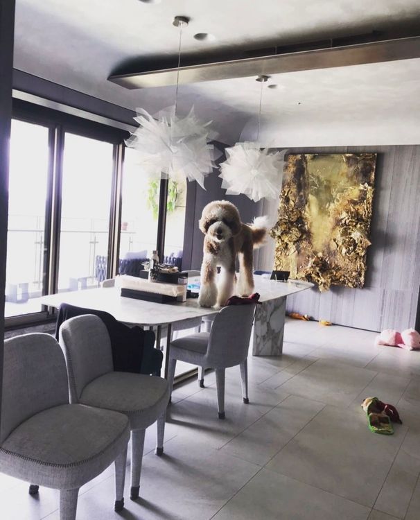 羅志祥養的貴賓犬Yuki，他替愛犬設置IG帳號，近日更新照片時，意外揭露豪宅內部擺設。翻攝IG「yuki_2020_10_10」