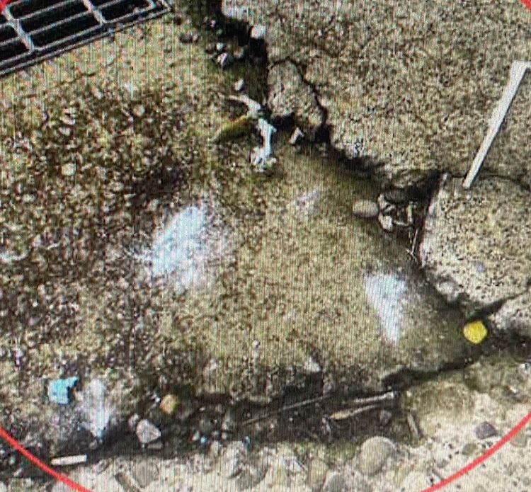 小黃倒地旁邊，殘留雞骨頭和藍色粉末，檢驗證實是農藥。民眾提供