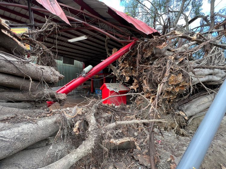 日前樹醫已經研判老榕樹已生病，恐有倒塌的風險。田兆緯攝