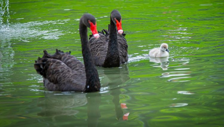 黑天鵝寶寶活力十足，跟著媽媽一起游泳、覓食。業者提供