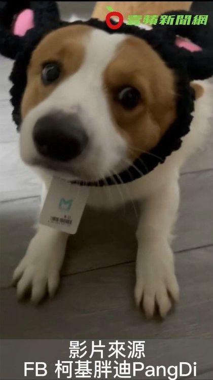 柯基像是在跟主人炫耀牠的髮箍。