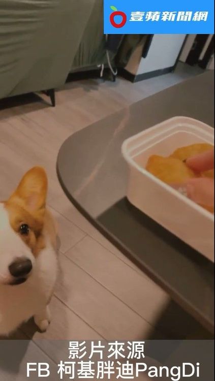 柯基盯著桌上的食物，等主人餵牠。