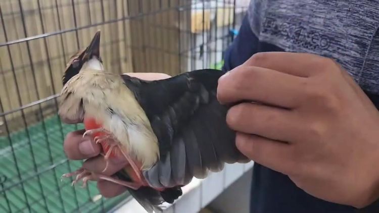 發生「車禍」的八色鳥經獸醫檢傷無骨折和外傷。許逸民攝