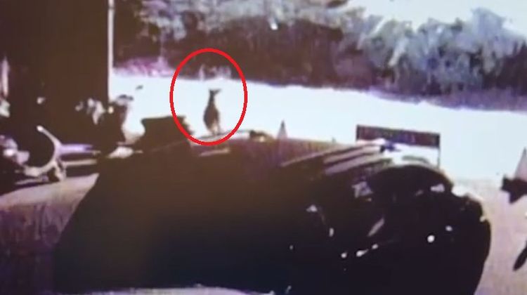 梅花鹿（紅框處）出現。讀者提供