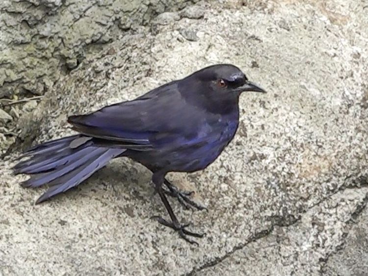 台灣特有種「台灣紫嘯鶇（ㄉㄨㄥ）」。動物園提供