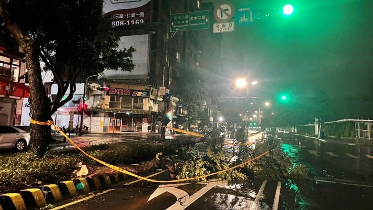 倒塌的路樹橫躺在馬路上。林口警分局提供