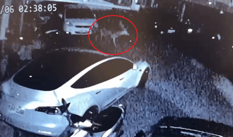 凌晨兩點多梅花鹿（紅框處）出現。讀者提供