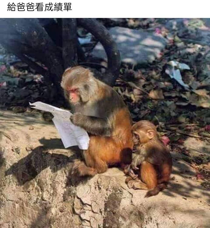 網友接力貼上猴子看考卷照。翻攝自臉書高雄點