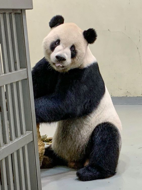 目前團團身體狀況暫恢復正常，並待在後場休息。動物園提供