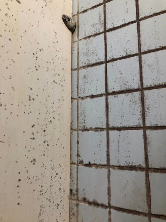 有網友PO出高科大浴室滿是黑色黴菌照。翻攝自臉書爆料公社