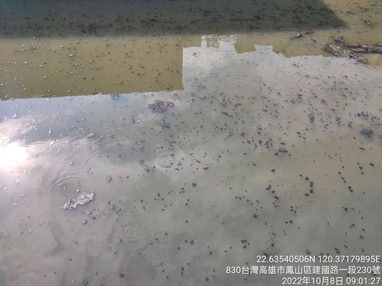 鳳山溪下游(大東濕地排放口至鳳山橋)有許多死魚。高市環保局提供