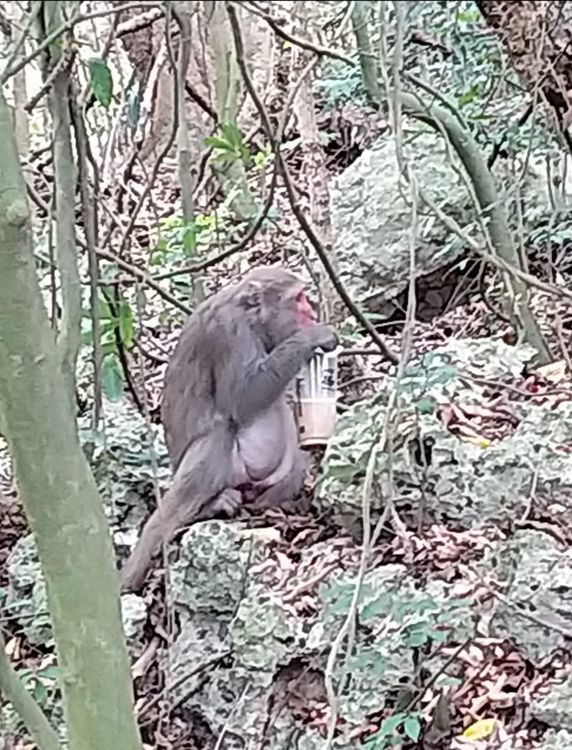 有網友接力貼上猴子在山林裡用吸管喝飲料照。翻攝自臉書高雄點