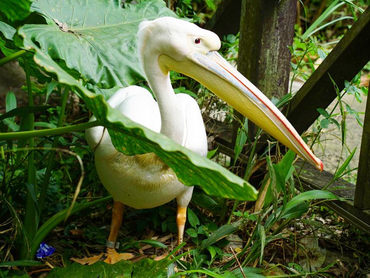 「鵜鶘（ㄊㄧˊ ㄏㄨˊ）」往往要2個字在一起才會唸。動物園提供