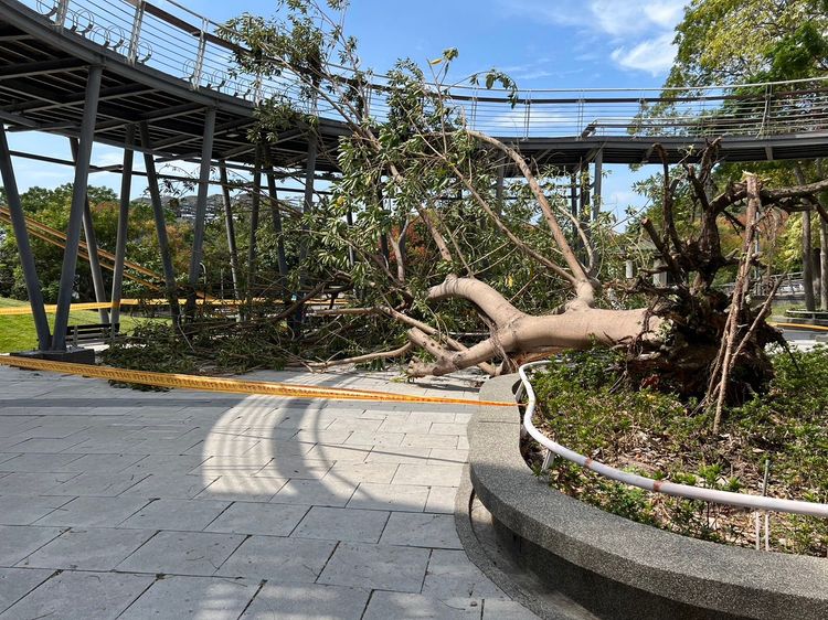 鰲峰公園內的樹被強風吹倒。讀者提供