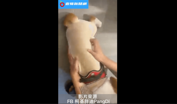 主人邊摸邊狂笑。FB 柯基胖迪PangDi授權刊登