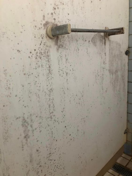 有網友PO出高科大浴室滿是黑色黴菌照。翻攝自臉書爆料公社