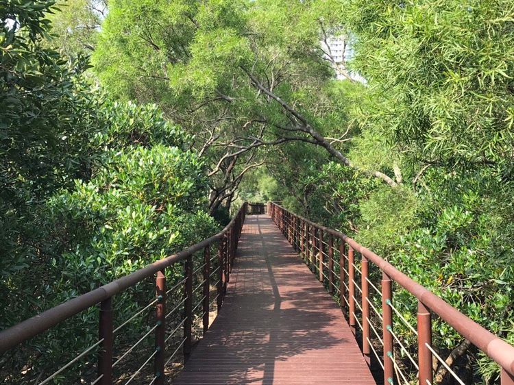 搭乘捷運淡水信義線抵達紅樹林站，一出站就能抵達鄰近的「淡水紅樹林生態步道」。新北觀旅局提供