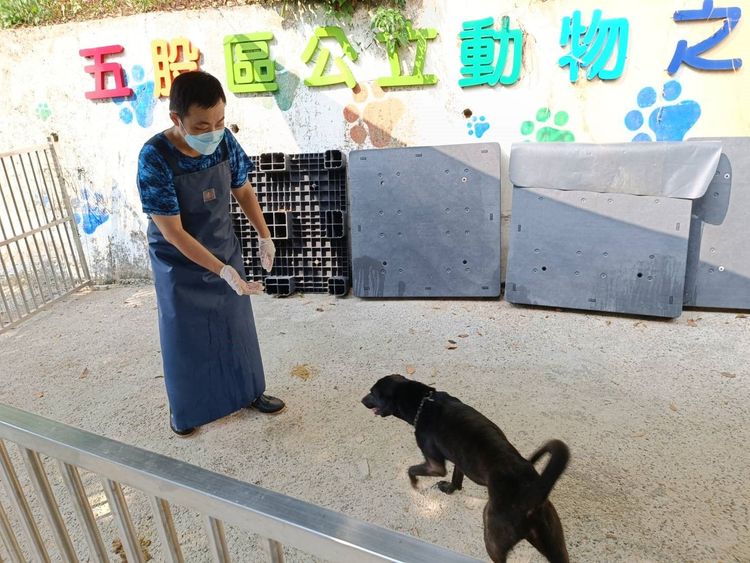 黑狗康復後，動保人員對牠進行行為訓練。新北市動保處提供