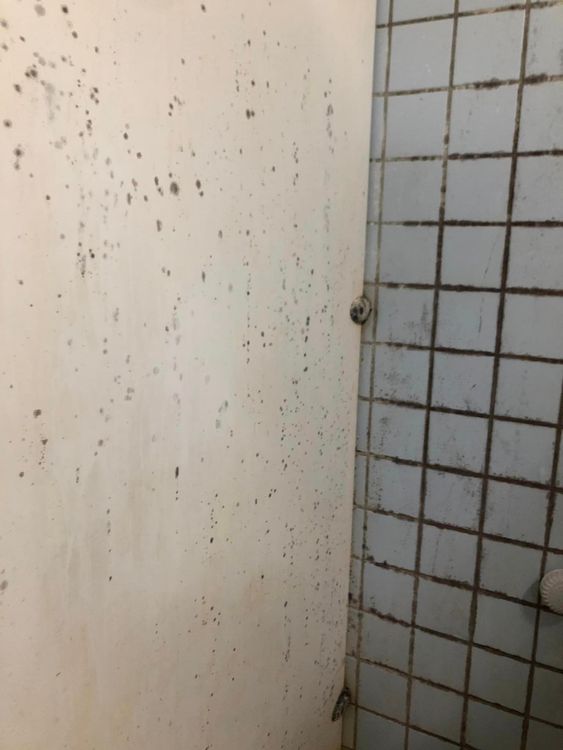 有網友PO出高科大浴室滿是黑色黴菌照。翻攝自臉書爆料公社